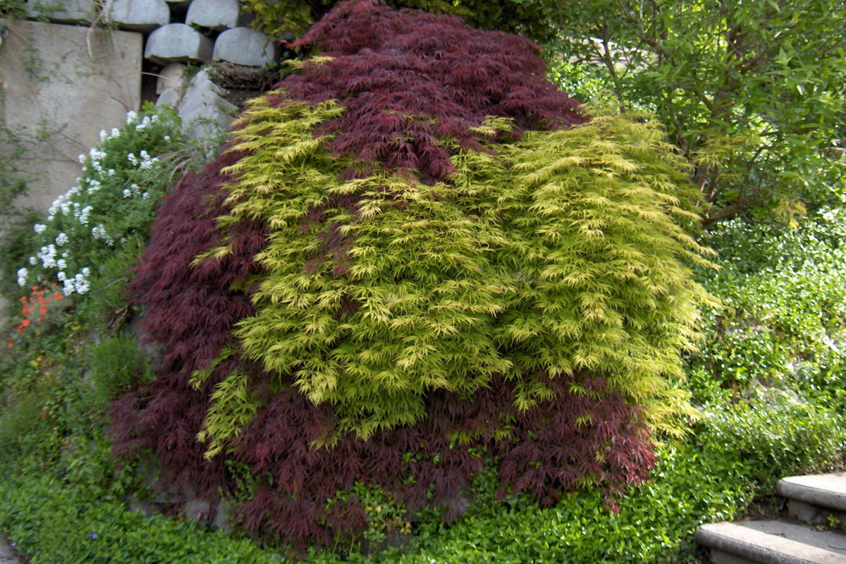hpim0977.jpg